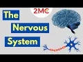 What is the Nervous System Nervous System Basics