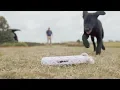 Mossy Pond Retrievers - Training Duck Dogs