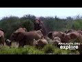 Elephant s mating