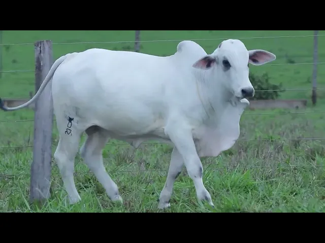 Garrote Nelore OCT - 284