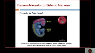 (Semestre 3A) Aula 01  Desenvolvimento do Sistema Nervoso part 1