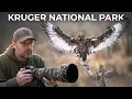 Download Lagu Wildlife Photography Hides A Chaotic Reality