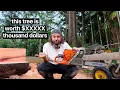 Download Lagu Is MILLING the timber on my OFF-GRID property worth it? - you'll be surprised