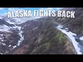 Download Lagu We Didn’t Expect THIS in Alaska