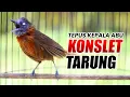 Lagu TEPUS KEPALA ABU GACOR KONSLET TARUNG