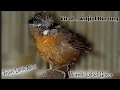 Tepus Lurik Mini Gacor Full,Pancingan,Masteran Suara Burung Unik Paling Di Cari Pecinta Kicau Mania