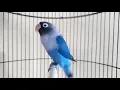 Download Lagu Suara burung Lovebird memanggil lawan di lanjut ngekek,joos banget memancing labet bahan