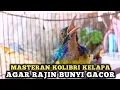 Download Lagu kolibri kelapa | manggar | wiceh | masteran / pancingan korlap agar rajin bunyi gacor setiap saat