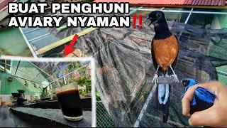 Download PEMECAH PANAS MATAHARI DI AVIARY KOBE BF ‼️ MP3