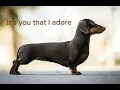 Download Lagu Wiener dog song (Full song)