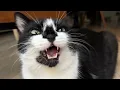 Download Lagu The cat is chattering at the crow. カラスにカカカッ🐦‍⬛🐈‍⬛