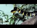 Venomous snake on the loose at the Bronx Zoo staff says not a danger to people
