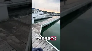 🤣.. she almost got a taste of seal #fyp #dream #youtube #pets #doberman