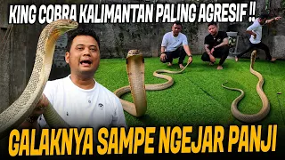 DIPEGANG DIKIT NGAMUK !! KING COBRA BORNEO PALING SUSAH DITAKLUKIN SAMA PANJI PETUALANG