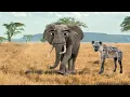 African Gegagedigedagedago 2