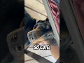 Sleepy Doberman Naps on Dad s Leg Sweet Porch Moment