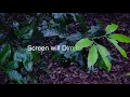 Gentle Rain on Leaves to Sleep Fast. Gentle Rain Sounds for Insomnia Relief | to Relax, Study