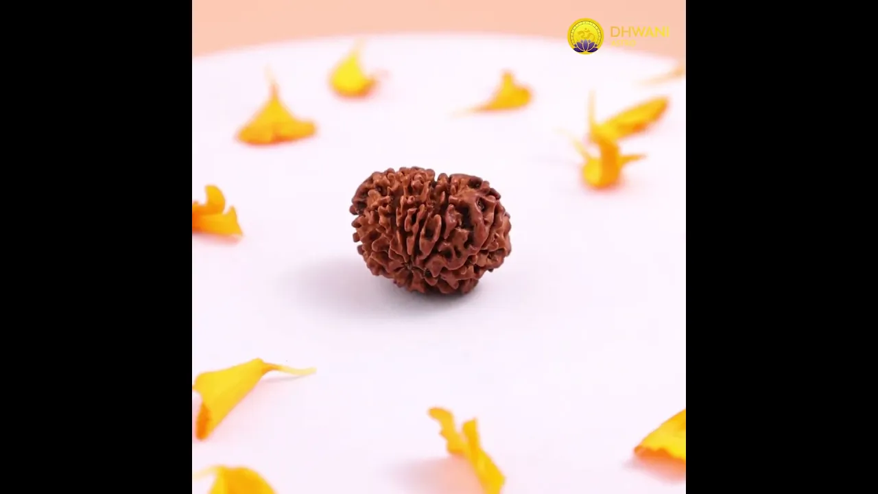 Nepali 14 Mukhi Rudraksha (Fourteen-Faced)