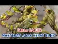 Download Lagu PALING CEPAT BIKIN ANAKAN KECIAL KUNING JADI GACOR ‼️CIAK CIAK JOSS RIBUT SUARA KECIAL KUNING