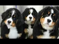 Tiny Balls Of Serotonin Bernese Mountain Dog Puppies