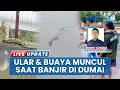 Lagu Dumai Kebanjiran, Ular Piton dan Buaya Mulai Muncul saat Pasang Keling Rendam Rumah dan Jalan