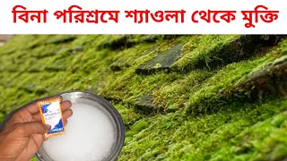 বাড়ির ছাদে উঠানে চাতালে শ্যাওলা থেকে মুক্তি পাবেন পরিশ্রম ছাড়াই | Easy ways to get rid of algae