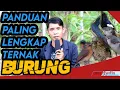 Download Lagu The Most Complete Guide to Bird Breeding MP3