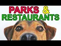 Pet Friendly Things To Do In Gainesville Florida