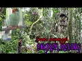 Download Lagu Suara pemanggil ENGKEK KELING di hutan