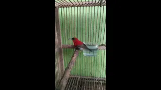 suara pikat burung sepah raja dijamin ampuh langsung datang rombongannya burungkicau isianmurai