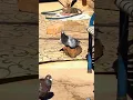 Download Lagu Racer Pigeon video #pigeon #kabootar #kabutar #birds #vilogpigeon #kabootarloft05