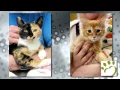 Veterinary Clinic Ann Arbor MI - Humane Society of Huron Valley
