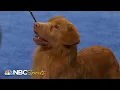 National Dog Show 2023 Sporting Group Full Judging NBC Sports