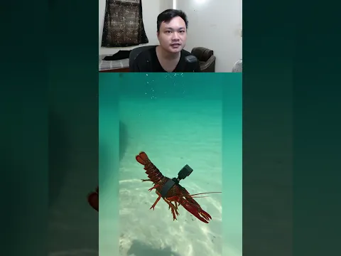 vlog 1 ngày của chú tôm hùm