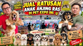 Ratusan Ekor Anak Anjing Ras Dijual Di Pet Expo Ini - Kolaborasi Kenzo pet House & 3V Kennel