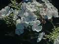 Evan Honer - if you wanna know (lyric video)