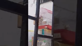 تغريد الفوربيس 