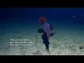 Download Lagu 𝘐𝘥𝘪𝘰𝘵𝘦𝘶𝘵𝘩𝘪𝘴 - The whip-lash squid