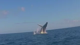 Whale Breaching