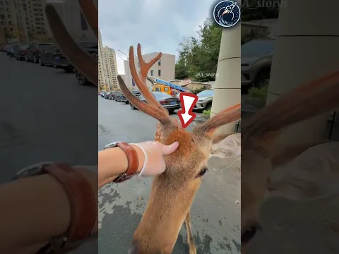 This dear was obsessed with this man for her free scratches | But then 😱🫡 #respect #shorts #ytshorts