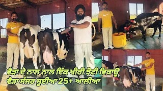 26 October 2026 Ph 97796-12422-84270-52529🤏6-7 ਗਾਂਵਾ ਵਿਕਾਊ ਪੂਰੀਆ ਘੈਂਟ ਘੈਂਟ 25+ ਆਲੀਆ