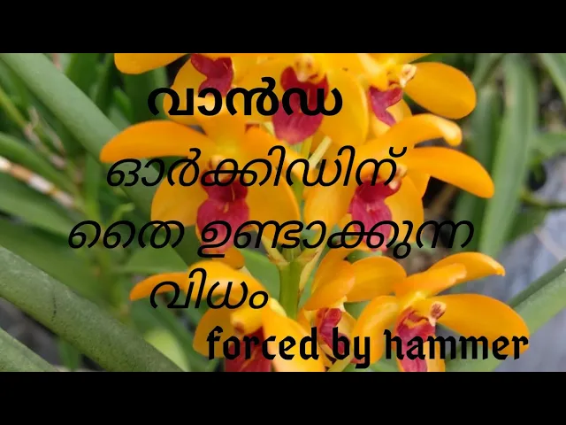 VANDA ORCHID PROPAGATION (MALAYALAM)