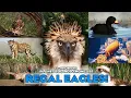 REGAL EAGLES - 40 New Species Planet Zoo Mod Showcase