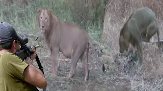 صيد الاسد المتمرد اماقا بالبنادق الناريه 😱🔥👍👌 الجزء 1