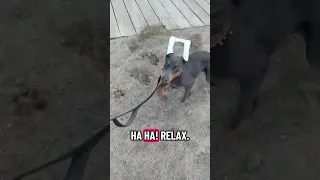 My daughter had a video of Violets first beach trip ever !! #fyp #dream #doberman #pets