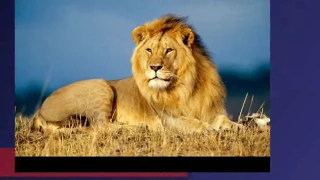 animal alphabet 10 request by hacker gaming123 