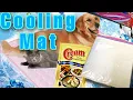 DIY Cooling Mat for Cats and Dogs using CORNSTARCH