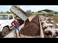 The Roasters Dumped Coffee Pulp as Worthless Waste She Turned It Into Pork Buyers Fought Over
