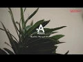 Download Lagu ADISTA - Mantan Menyakitkan (Lyric Video)
