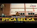 Lagu Boban Rajović - Ptica selica (Edition 25)